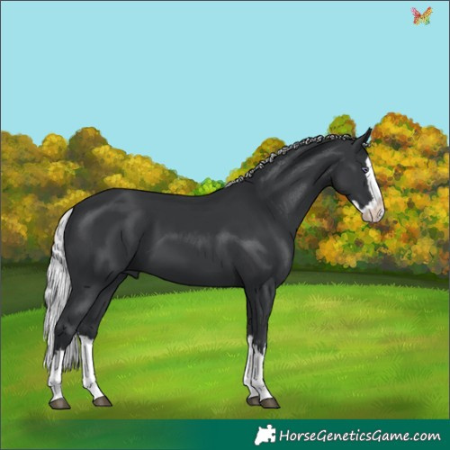 Horse Color:Silver Black Chinchilla Splash 