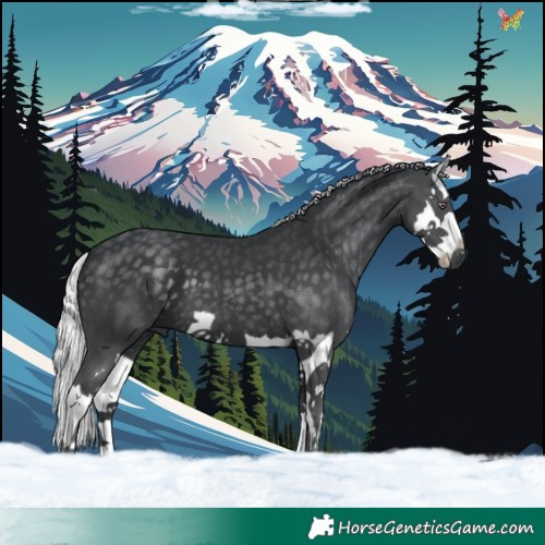 Horse Color:Silver Black Chinchilla Splash 
