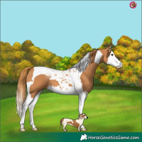 Horse Color:Chestnut Splash Tobiano 