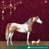Horse Color:Chestnut Splash Tobiano