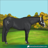 Horse Color:Black Splash 