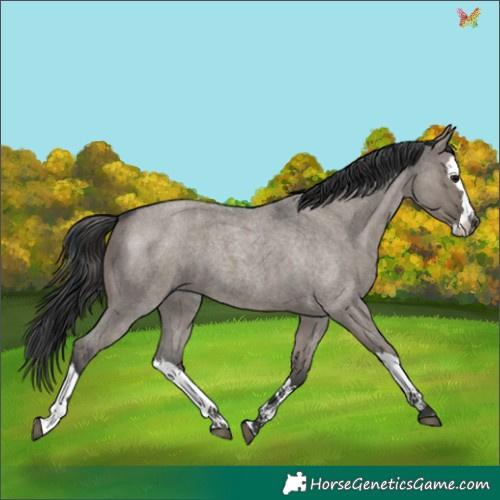 Horse Color:Grullo Roan Splash 