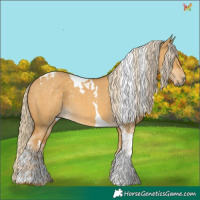 Horse Color:Palomino Dun Tobiano 