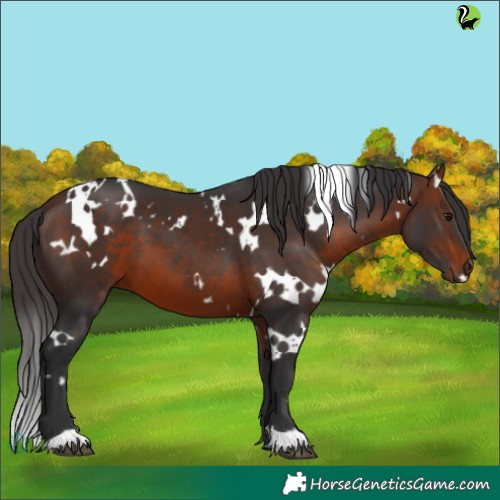 Horse Color:White Spotted Bay 