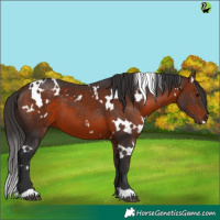 Horse Color:White Spotted Bay 