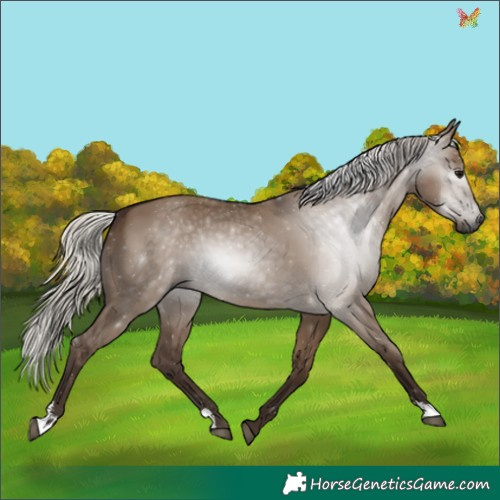 Horse Color:Gray Silver Grullo 