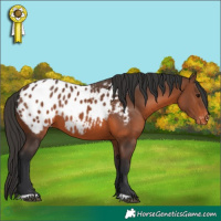 Horse Color:Brown Blanket 