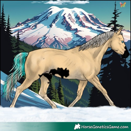 Horse Color:Void Gold Cream Champagne Frame 