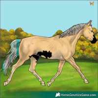 Horse Color:Void Gold Cream Champagne Frame 