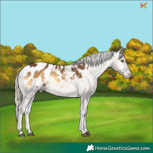 Horse Color:White Spotted Chocolate Palomino Onyx Appaloosa 