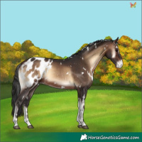 Horse Color:White Spotted Brown Onyx Appaloosa Rabicano 