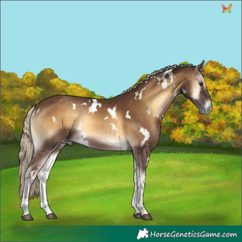 Horse Color:White Spotted Chocolate Palomino Onyx Rabicano 