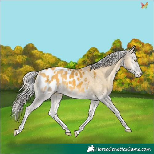 Horse Color:White Spotted Silver Sable Cream Champagne Onyx Appaloosa 