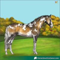 Horse Color:White Spotted Silver Buckskin Onyx 