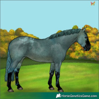 Horse Color:Void Watercolor White Spotted Brown Dun Appaloosa