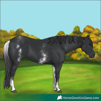 Horse Color:White Spotted Black 