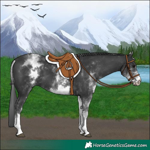 Horse Color:White Spotted Black