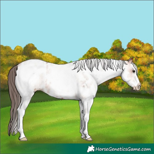 Horse Color:White Spotted Bay Near Leopard 