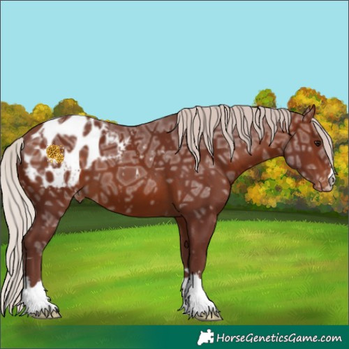 Horse Color:Chocolate Silver Brown Ice Appaloosa 