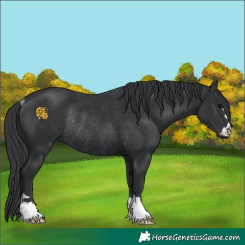 Horse Color:Black Rabicano 