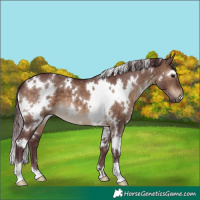 Horse Color:White Spotted Chocolate Brown Dun 