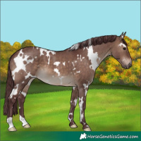 Horse Color:White Spotted Chocolate Brown Dun 