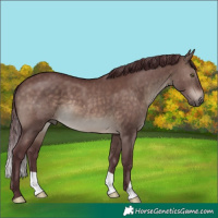 Horse Color:Chocolate Brown Dun