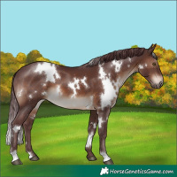 Horse Color:White Spotted Chocolate Brown