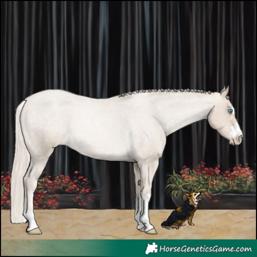 Horse Color:Chocolate Palomino Roan Pearl Appaloosa Rabicano 