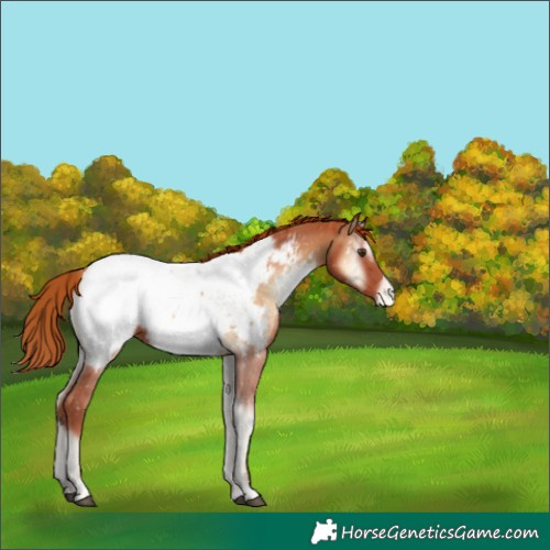 Horse Color:Red Onyx Appaloosa 