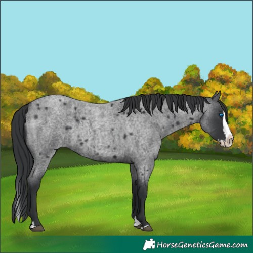 Horse Color:Blue Roan Splash 