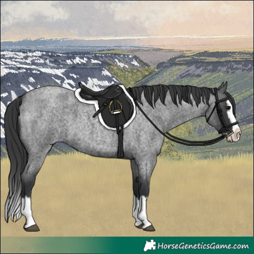 Horse Color:Blue Roan Splash 
