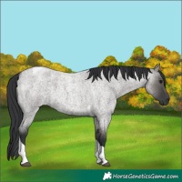 Horse Color:Grullo Roan Tobiano 