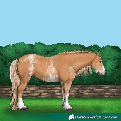 Horse Color:Chestnut  and White Spotted Chestnut 