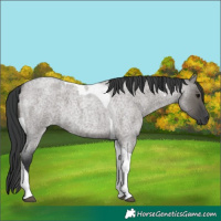Horse Color:Grullo Roan Tobiano 