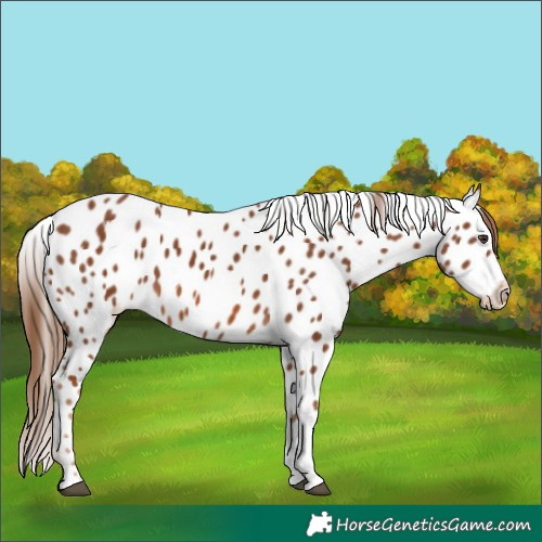 Horse Color:Chestnut Tobiano Near Leopard