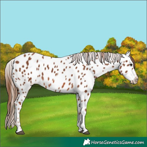Horse Color:Chestnut Tobiano Appaloosa