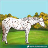 Horse Color:Chestnut Tobiano Appaloosa