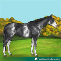 Horse Color:White Spotted Black 