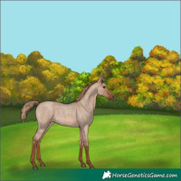 Horse Color:Red Dun Roan