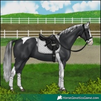 Horse Color:Black Splash Tobiano
