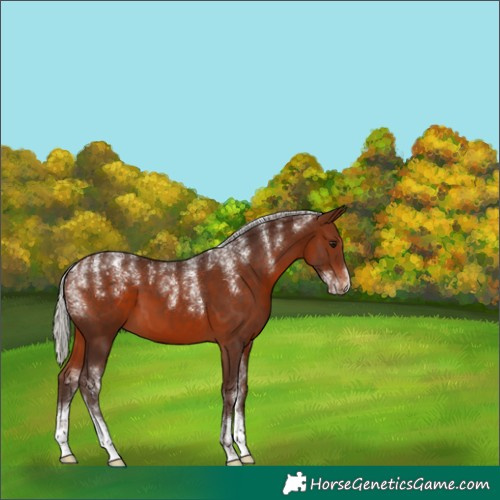 Horse Color:Silver Bay 