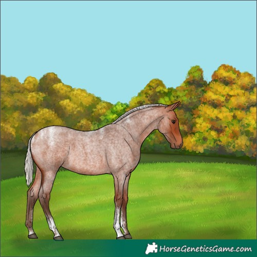 Horse Color:Silver Bay Roan 