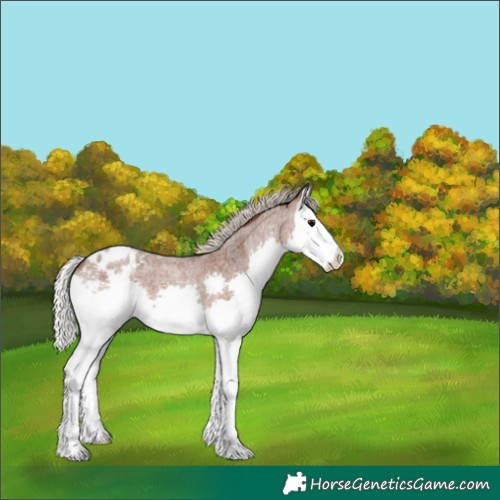 Horse Color:Silver Blue Roan Splash Appaloosa 