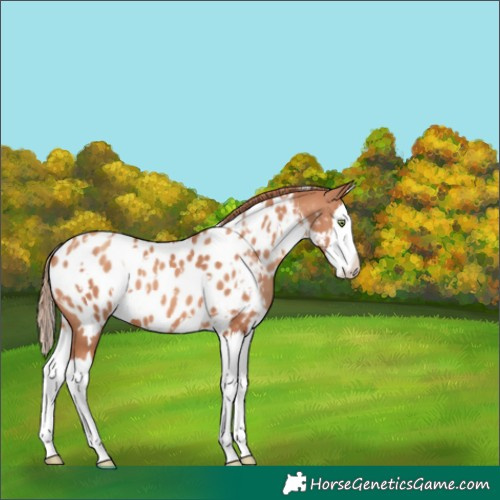 Horse Color:White Spotted Gold Champagne Splash Near Leopard 