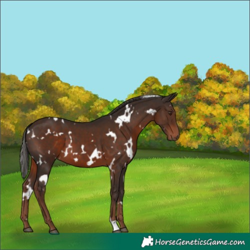 Horse Color:White Spotted Liver Chestnut 