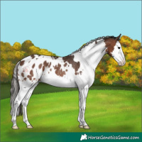 Horse Color:White Spotted Brown Splash Blanket Rabicano