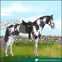 Horse Color:White Spotted Black Splash 