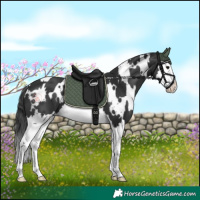 Horse Color:White Spotted Black Splash