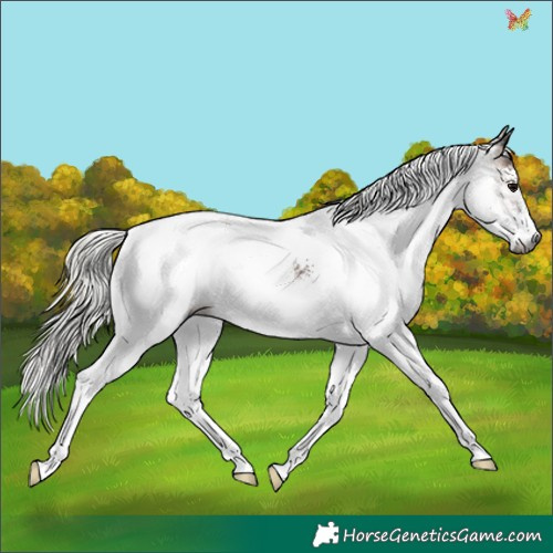Horse Color:Gray White Spotted Silver Brown Onyx Appaloosa 